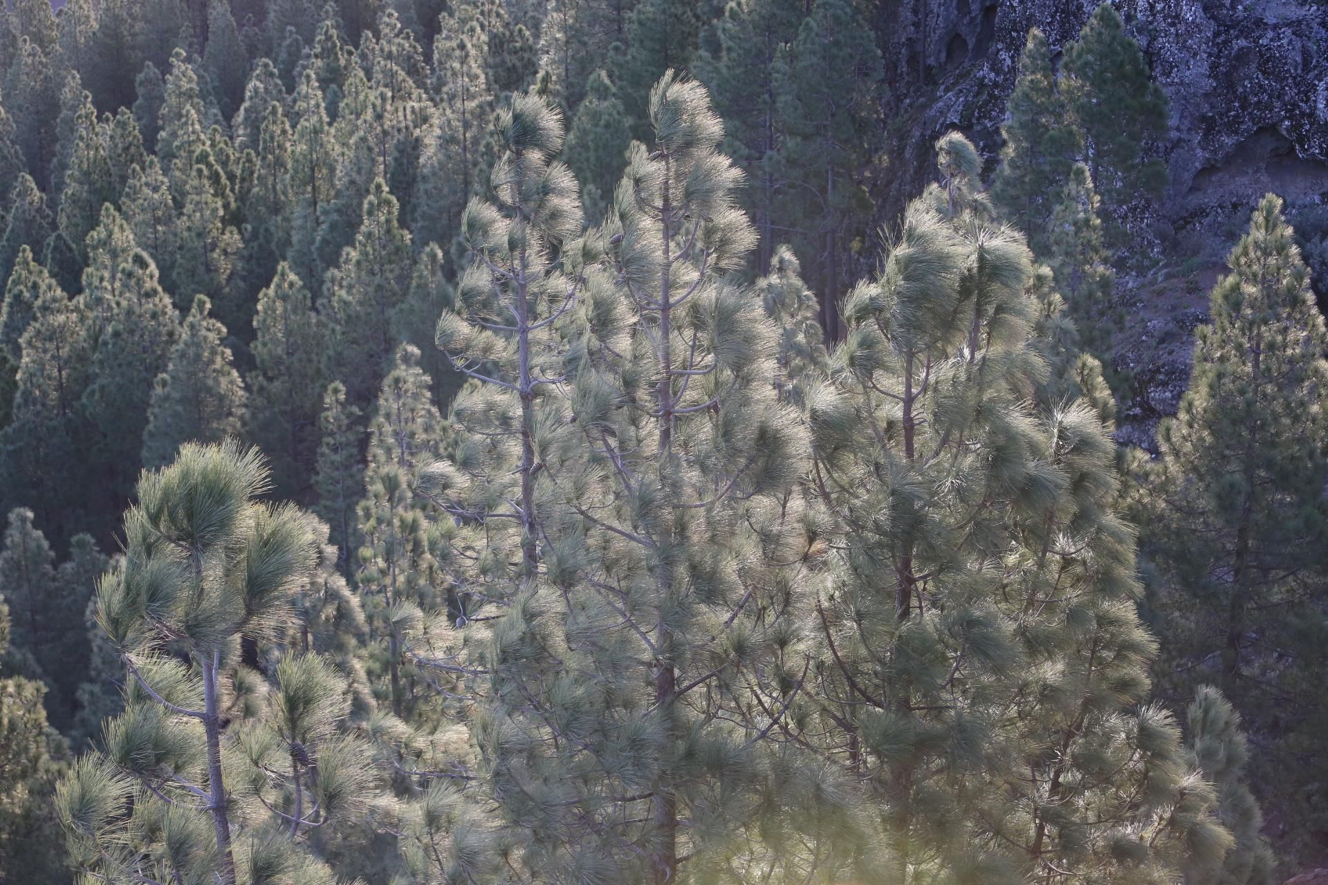 La Transgrancanaria 125km 2017. Alejandro Ramos.