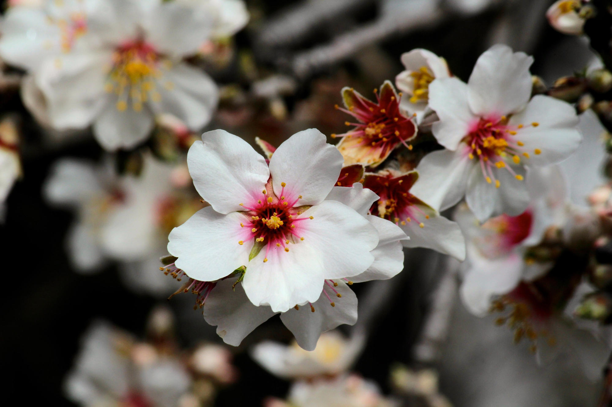 Almendro en Flor en Gran Canaria. Foto: Cirenia Vico