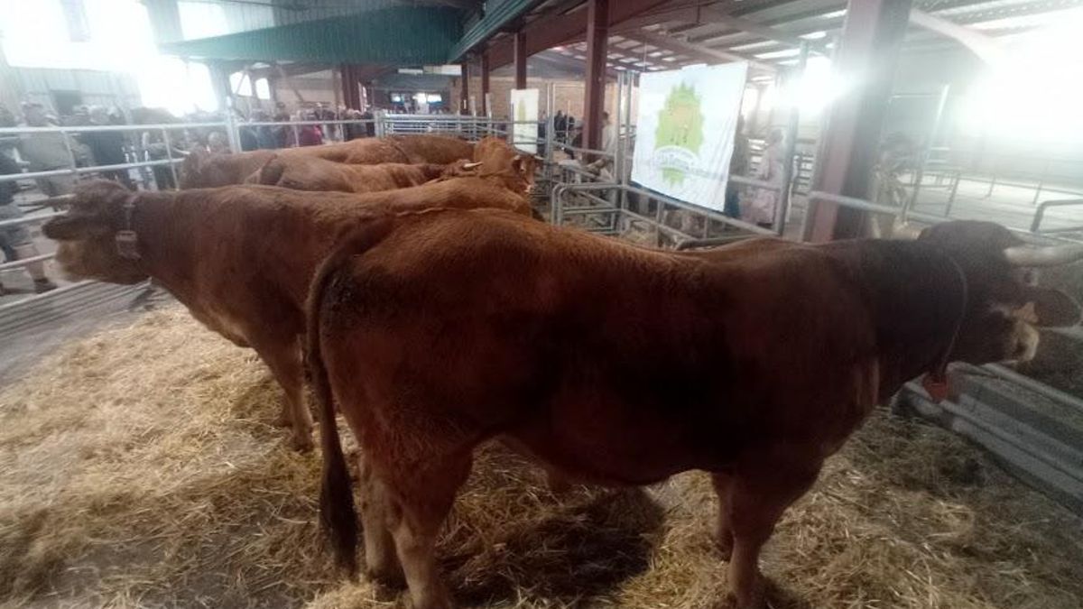 Ganado en La Feriona de Villablino.