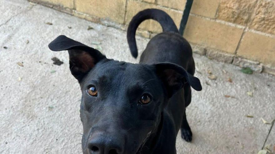 Aries no se apaga: el perro que vivía confinado en una habitación y que ahora busca una familia