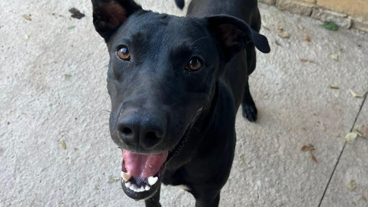 Aries no se apaga: el perro que vivía confinado en una habitación y que ahora busca una familia