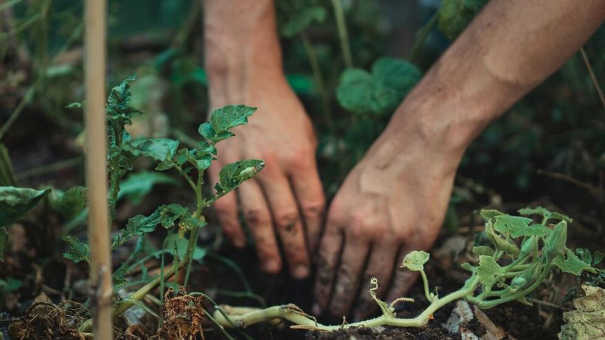 26 de enero: ¿por qué se celebra hoy el Día Mundial de la Educación Ambiental?