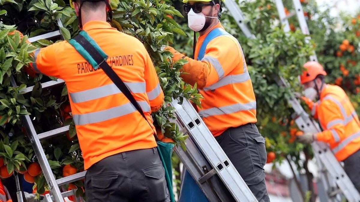 Trabajadores en plena recolecta de naranjas "bordes"