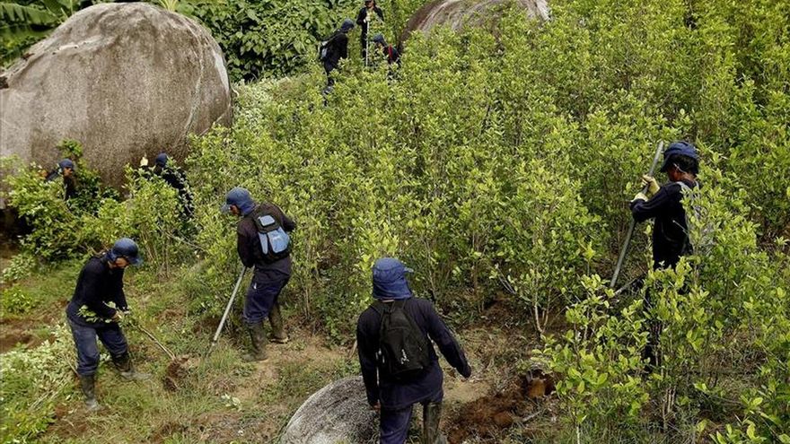 Colombia perdió en 15 años 600.000 hectáreas de bosque por la siembra de coca