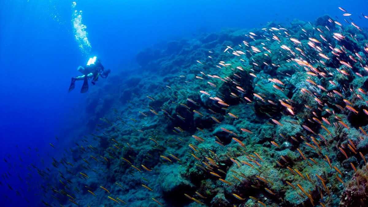 Explosión demográfica de viejas en los deltas lávicos del volcán de La Palma