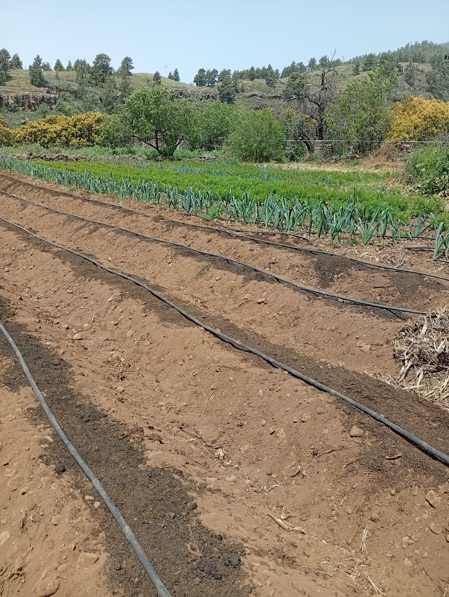 Huerta ecológica en La Palma.