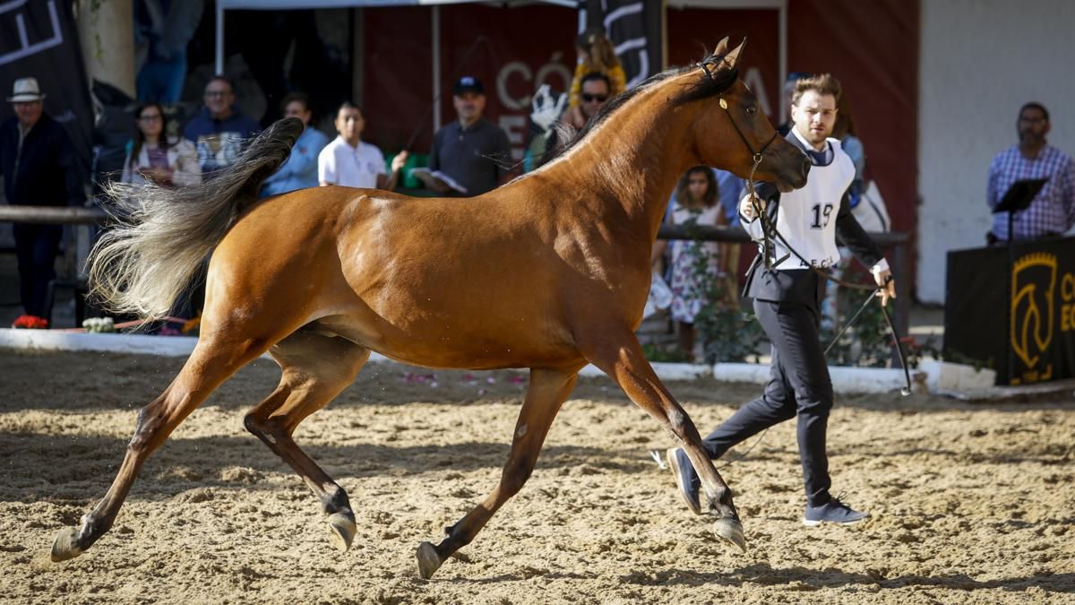 El Campeonato Nacional de Caballos Árabes, en imágenes