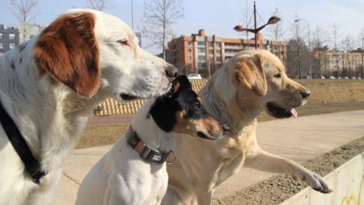 Los primeros perros ya mostraban gran diversidad de razas hace once mil años