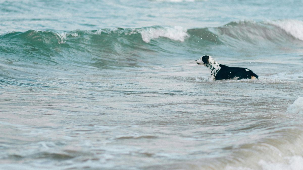 Mejor que los perros estén familiarizados con el agua