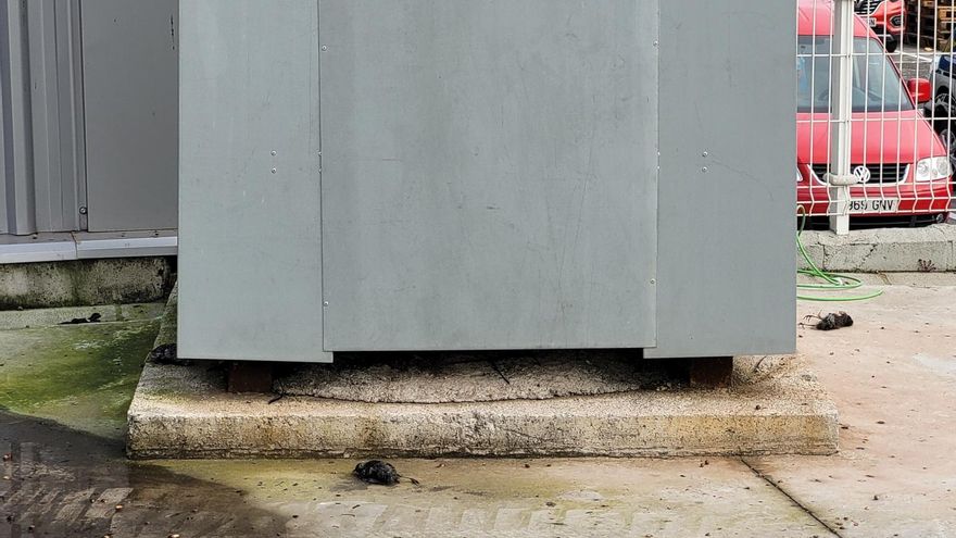 Electrocutadas varias aves en una torre de alta tensión en Gijón