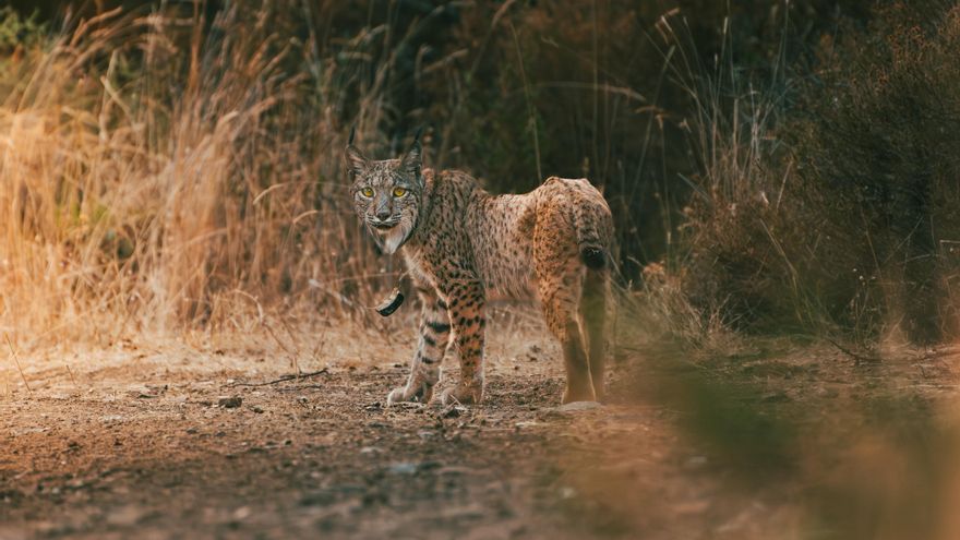"Lo importante no es la foto": una tarde tras el lince ibérico en los Montes de Toledo