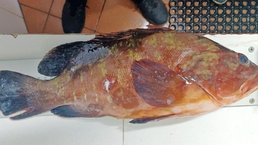 Detectados en un restaurante de Tenerife 76 kilos de pescado sin documentación de su origen