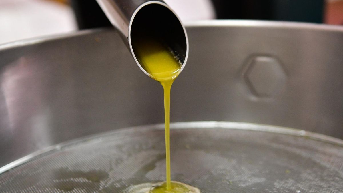 Santa Lucía de Tirajana celebra una molienda de aceitunas en su almazara municipal