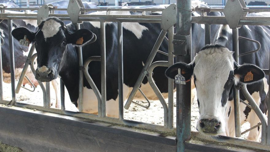 Nueva crisis ganadera a la vista: la Junta y Covap informan a productores de leche de vaca sobre la disminución de la producción