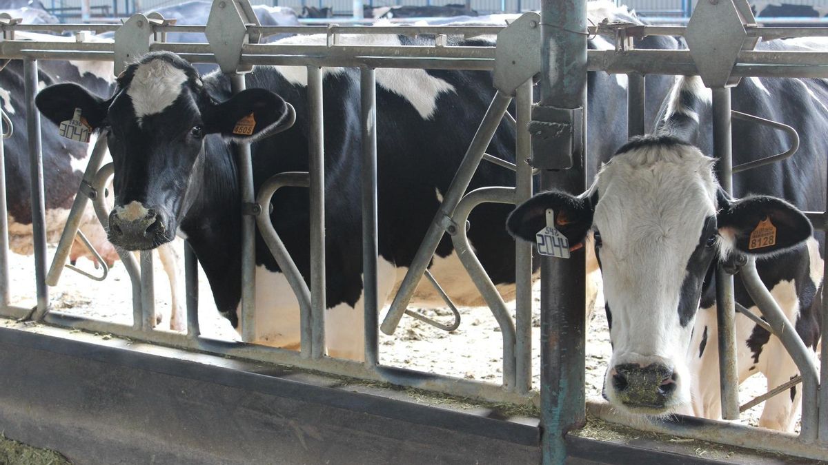 Vacas de leche de Los Pedroches.