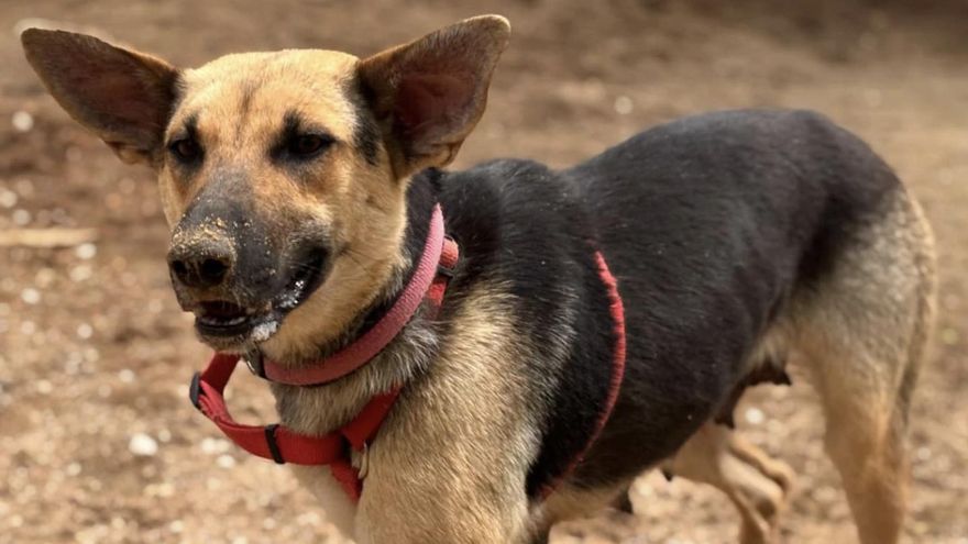 La conmovedora historia de Mami, la perrita que fue rescatada por la Guardia Civil de una finca abandonada