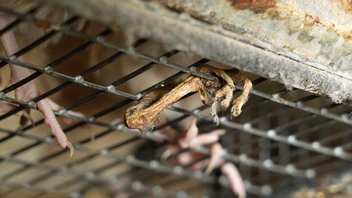 Una pata de cadáver de codorniz (ARDE)