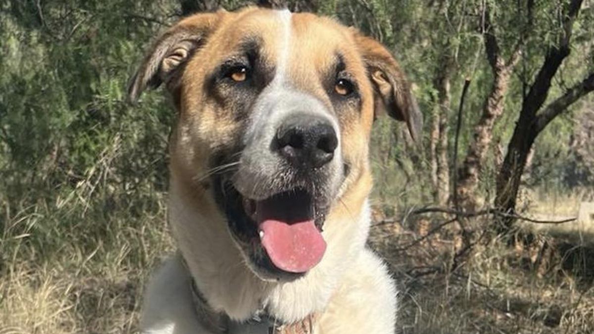 La inseguridad de Figo, el perro que arrastra un abandono y busca una nueva familia