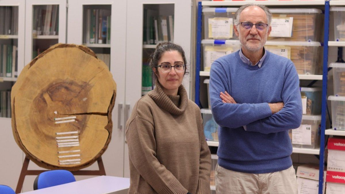 Expertos de la UCO analizan la pérdida de hojas en pinos mediterráneos para una gestión más eficiente de los bosques