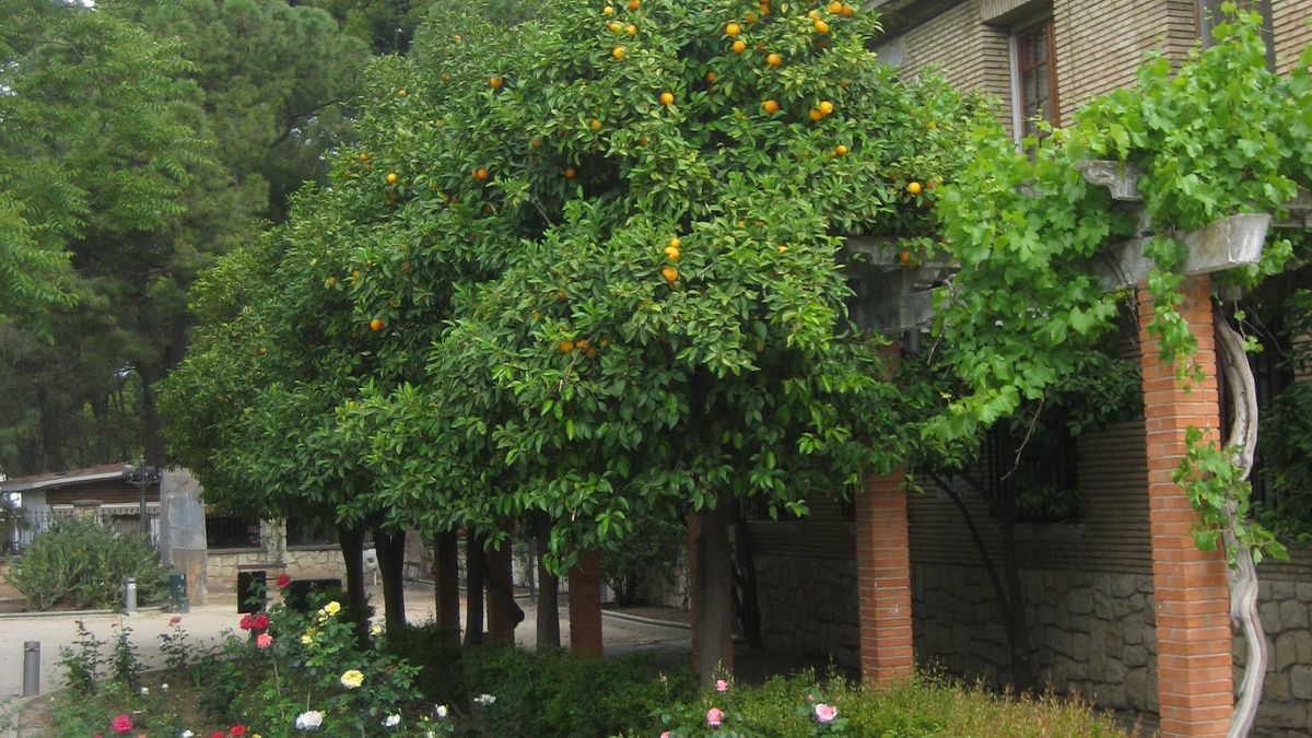 Entrada al botánico antes de la reforma