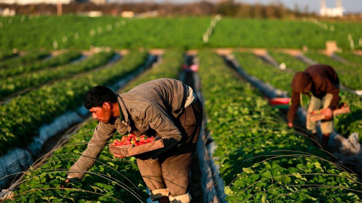 Día mundial de la agricultura