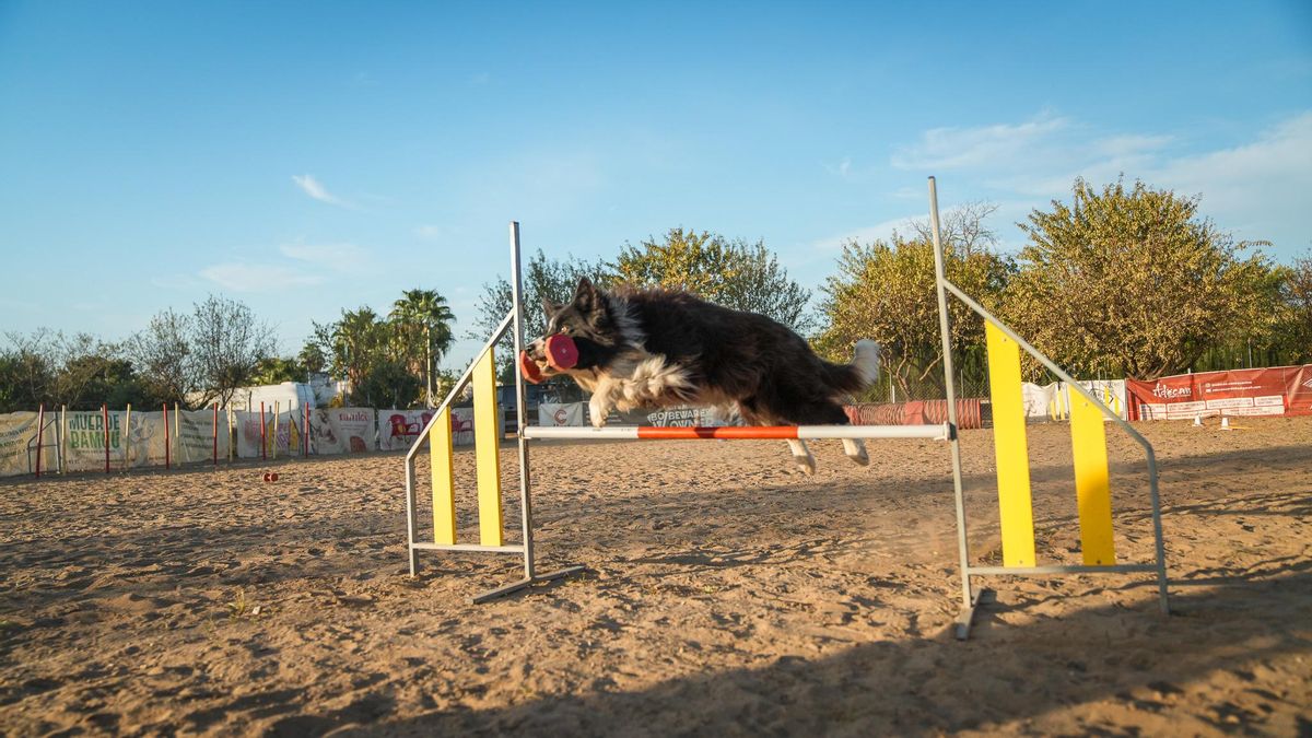 Zizou, campeón en obediencia canina, y su adiestrador Toni Aguilar