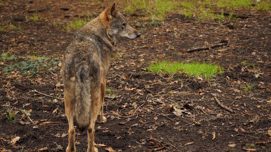 Arranca en Guadalajara un proyecto piloto de aversión condicionada para reducir los ataques de lobo al ganado