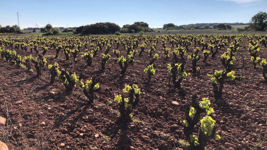Gómez Ijalba se estrena como portavoz de 'Por La Rioja' reclamando la democratización del Consejo Regulador