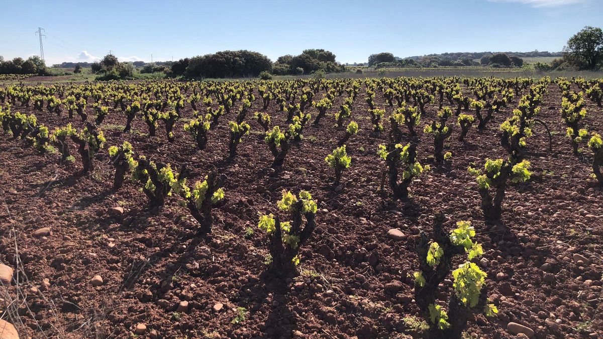 Viñedo de Rioja