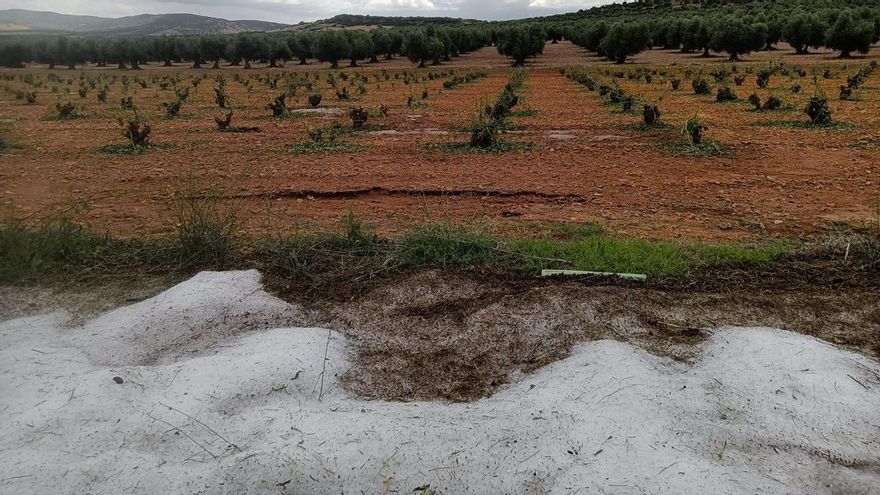 La DANA arrasa 200 hectáreas de cultivos agrícolas, principalmente cereal y viñedo, en Manzaneque