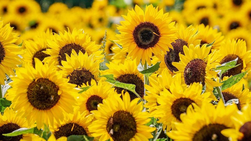 El girasol, víctima y símbolo de las olas de calor que machacan el campo andaluz