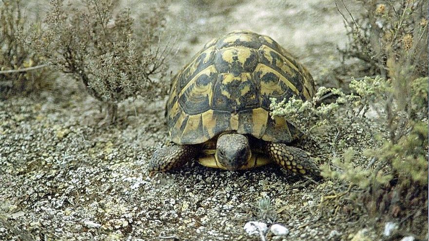 La tortuga mediterránea no puede verse haciendo esnórquel: así sobrevive la especie catalana