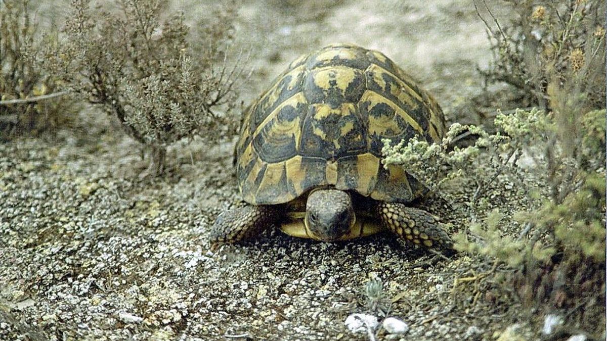 La tortuga mediterránea no puede verse haciendo esnórquel: así sobrevive la especie catalana