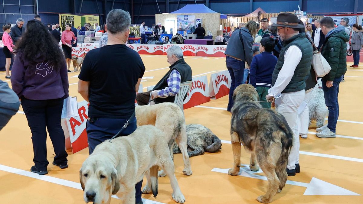 Espacio Mascotas en Gijón