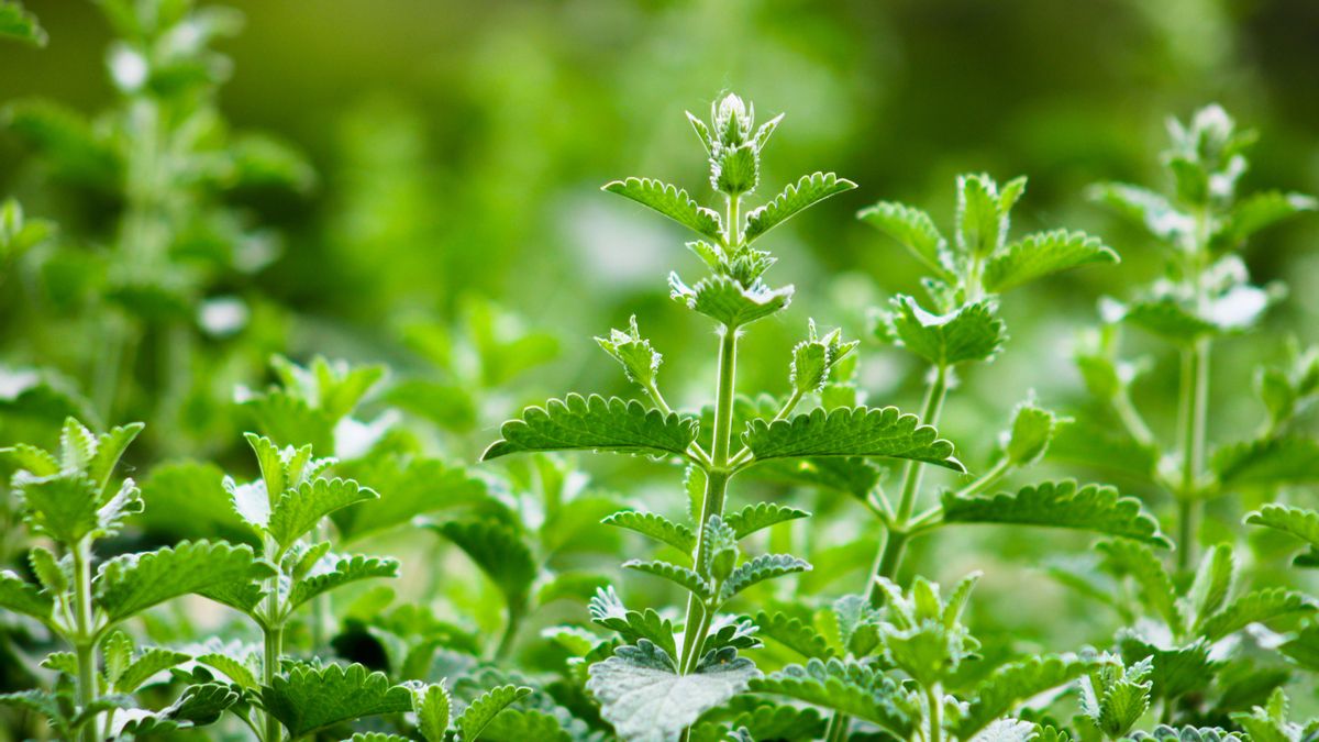 Nepeta cataria o hierba gatera