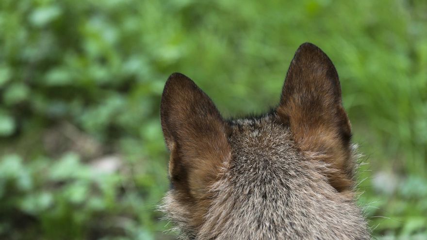 Sacrificados hasta agosto 21 lobos de los 41 que incluye el plan de control de Cantabria