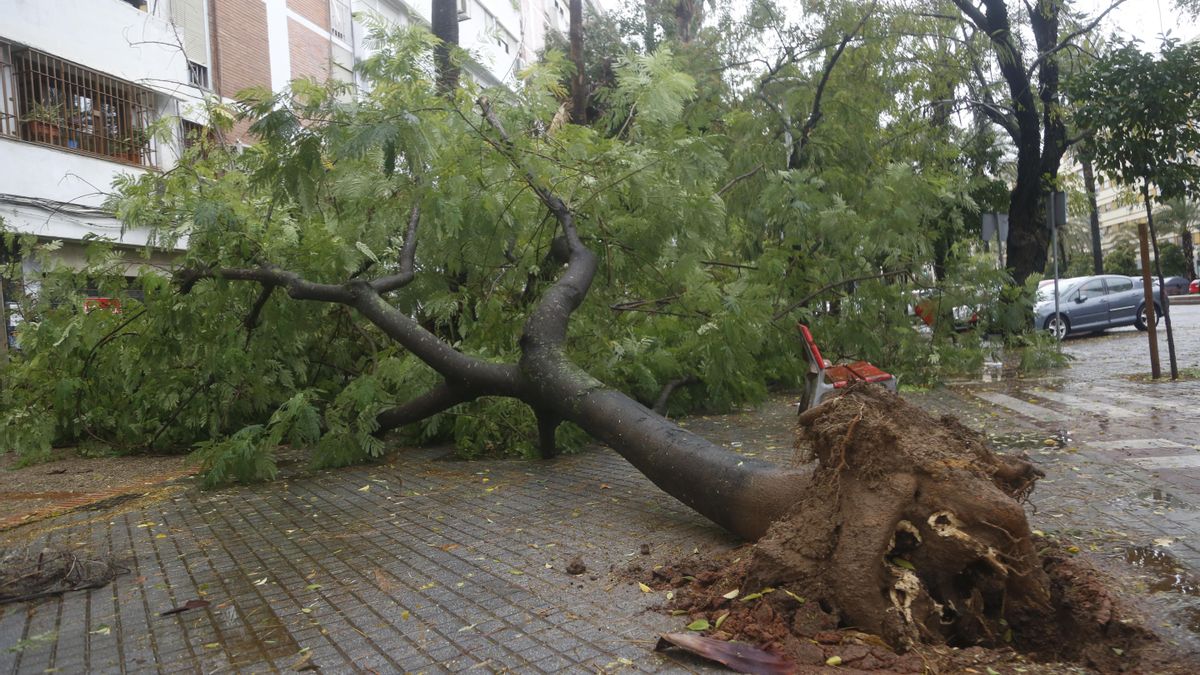El temporal provoca las caídas de árboles, postes eléctricos y placas de una fachada en el Sector Sur