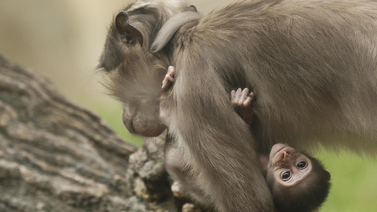 El Bioparc Valencia ha confirmado este martes que ha nacido en sus instalaciones una cría de mangabey de coronilla blanca, un primate muy poco conocido que destaca por su agilidad y por su singular forma de comunicarse a través de los movimientos de sus párpados. En la imagen junto a su madre en el recinto donde convive con el gorila occidental de llanura ('Gorilla gorilla gorilla').