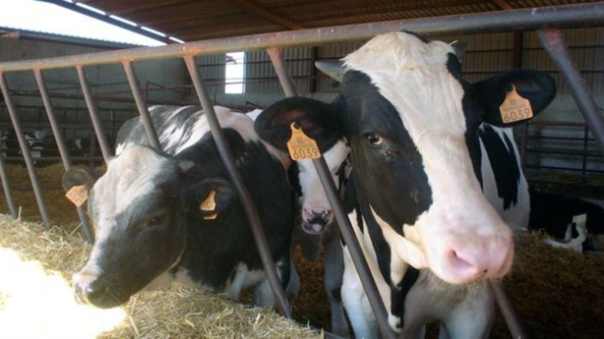 Las organizaciones agrarias piden prorrogar la negociación de contratos lácteos para garantizar la recogida