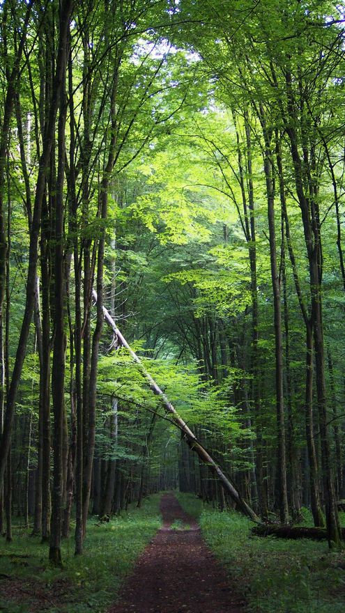 Bosque profundo. En la zona de protección integral de Bialowieza el ecosistema no se ha tocado desde la última glaciación.