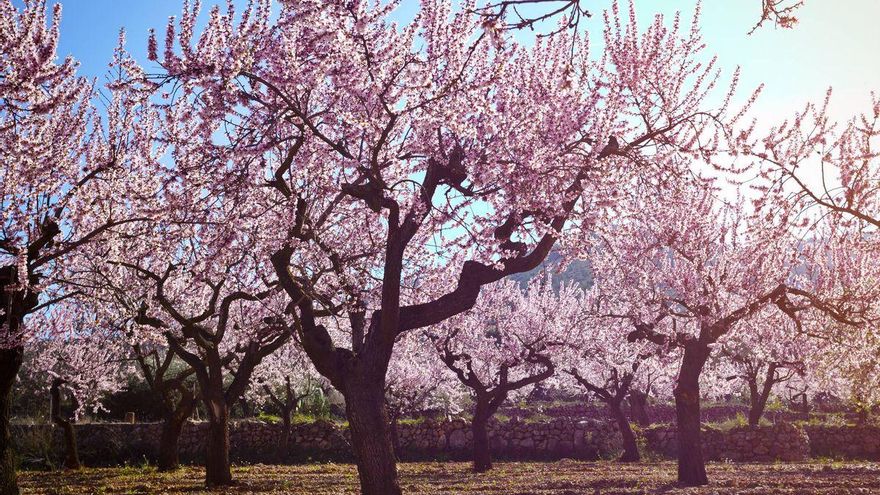 La innovación en la almendra, uno de los puntos fuertes de la feria ‘Aove & Nuts’ que se celebrará en Talavera del 4 al 6 de abril