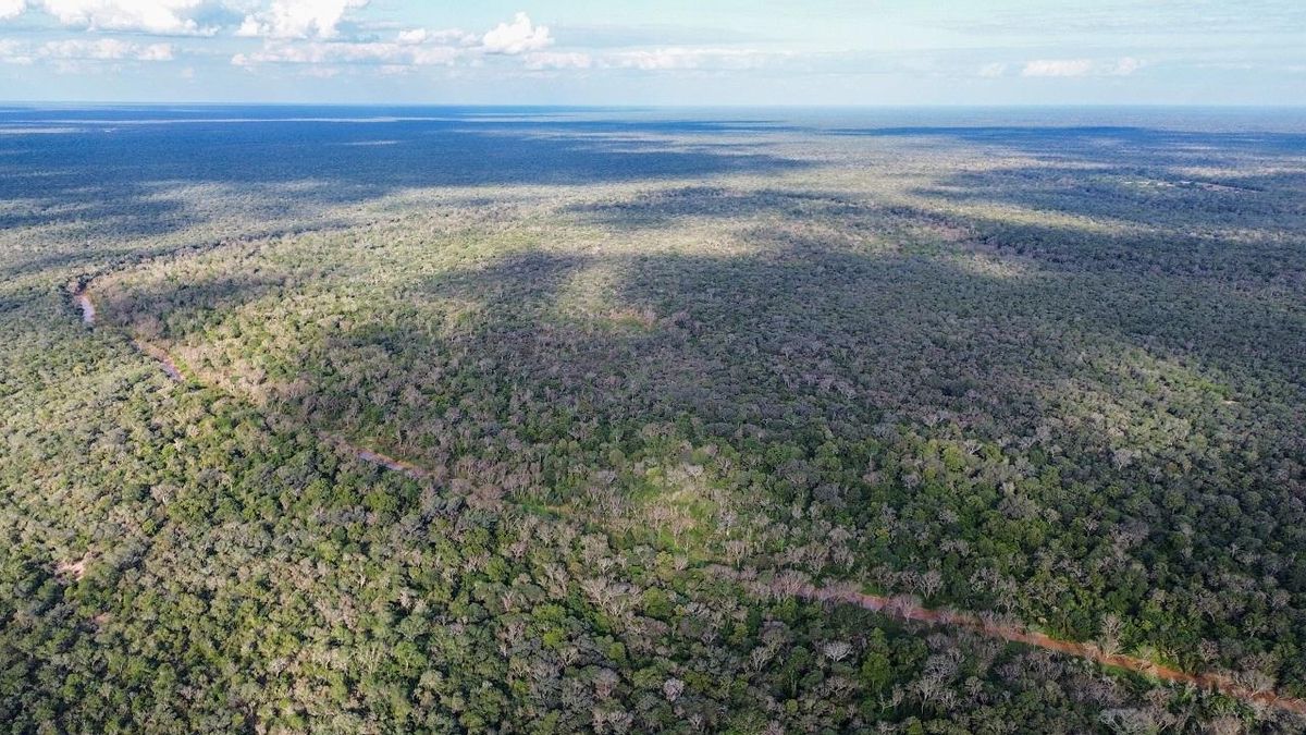 El Parque Nacional El Impenetrable se ubica en la región norte del Gran Chaco argentino, un bioma de bosques, pastizales y humedales. Foto: cortesía Sebastián Navajas/Fundación Rewilding Argentina