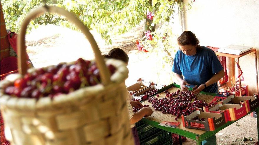Cerezas Jerte