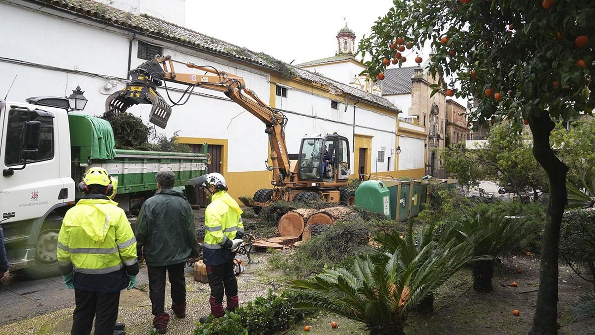 Árboles caídos por el viento en la plaza Cardenal Toledo