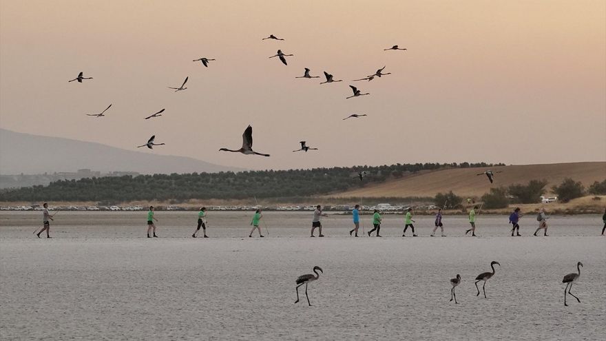 La laguna de Fuente de Piedra de Málaga da la bienvenida a más de 22.000 polluelos de flamenco