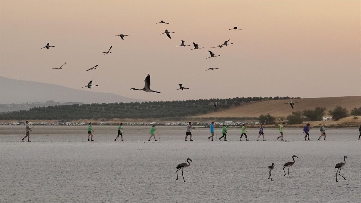 Anillamiento de flamencos en Fuente de Piedra | Alex Zea Europa Press