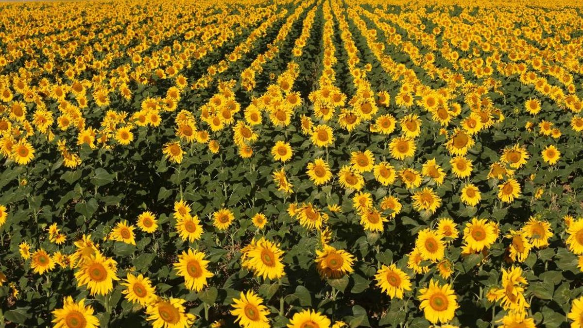 Las lluvias impulsan el cereal y disparan la previsión de siembra de girasol en León
