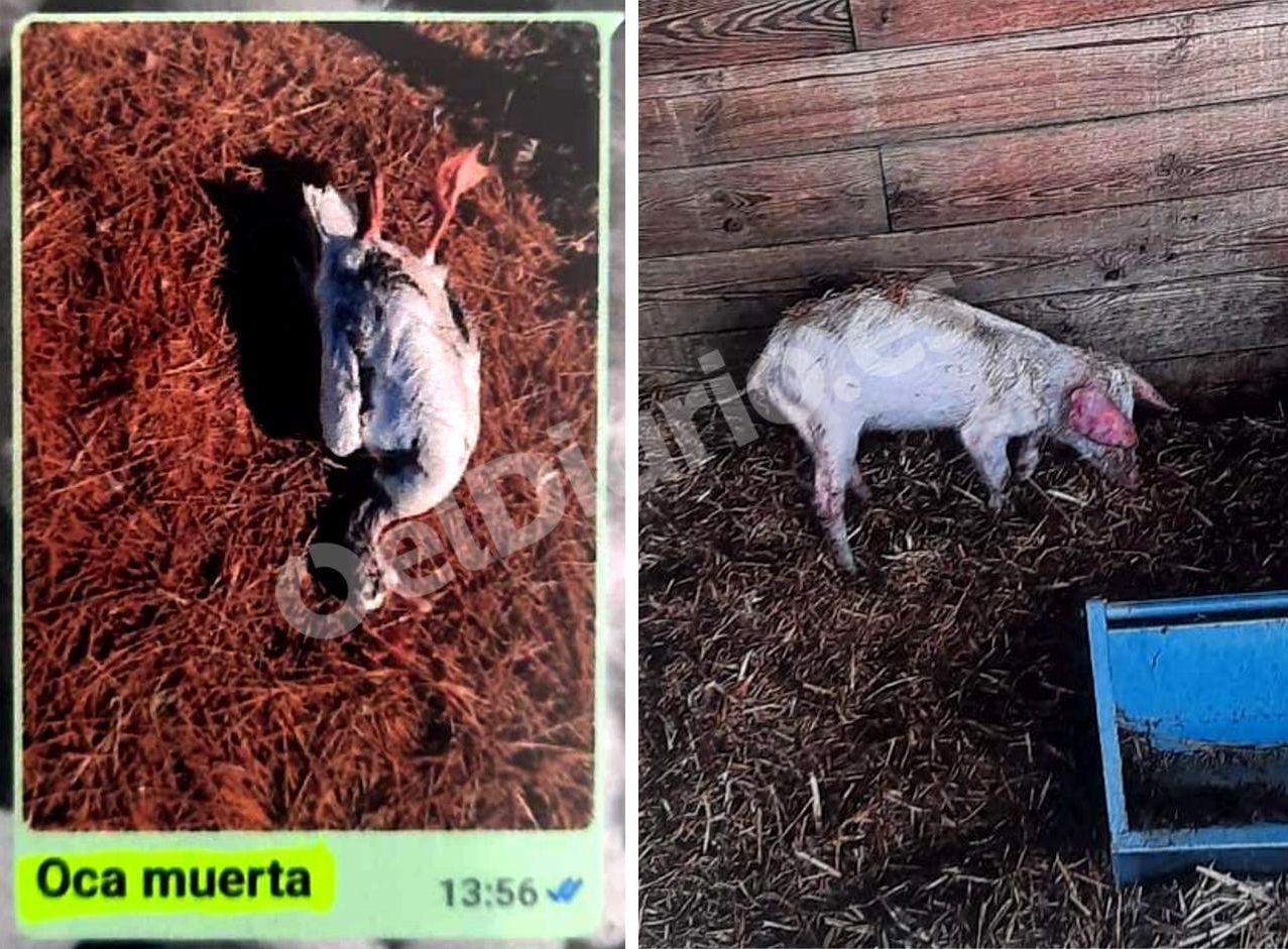 Imágenes compartidas en el chat de los empleados del departamento de animales de Puy du Fou