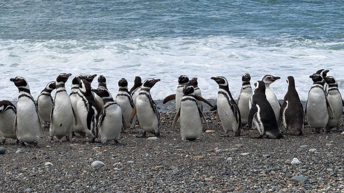 Argentina: descubren que los pingüinos de Magallanes recorren hasta 3500 kilómetros para buscar comida en época de reproducción