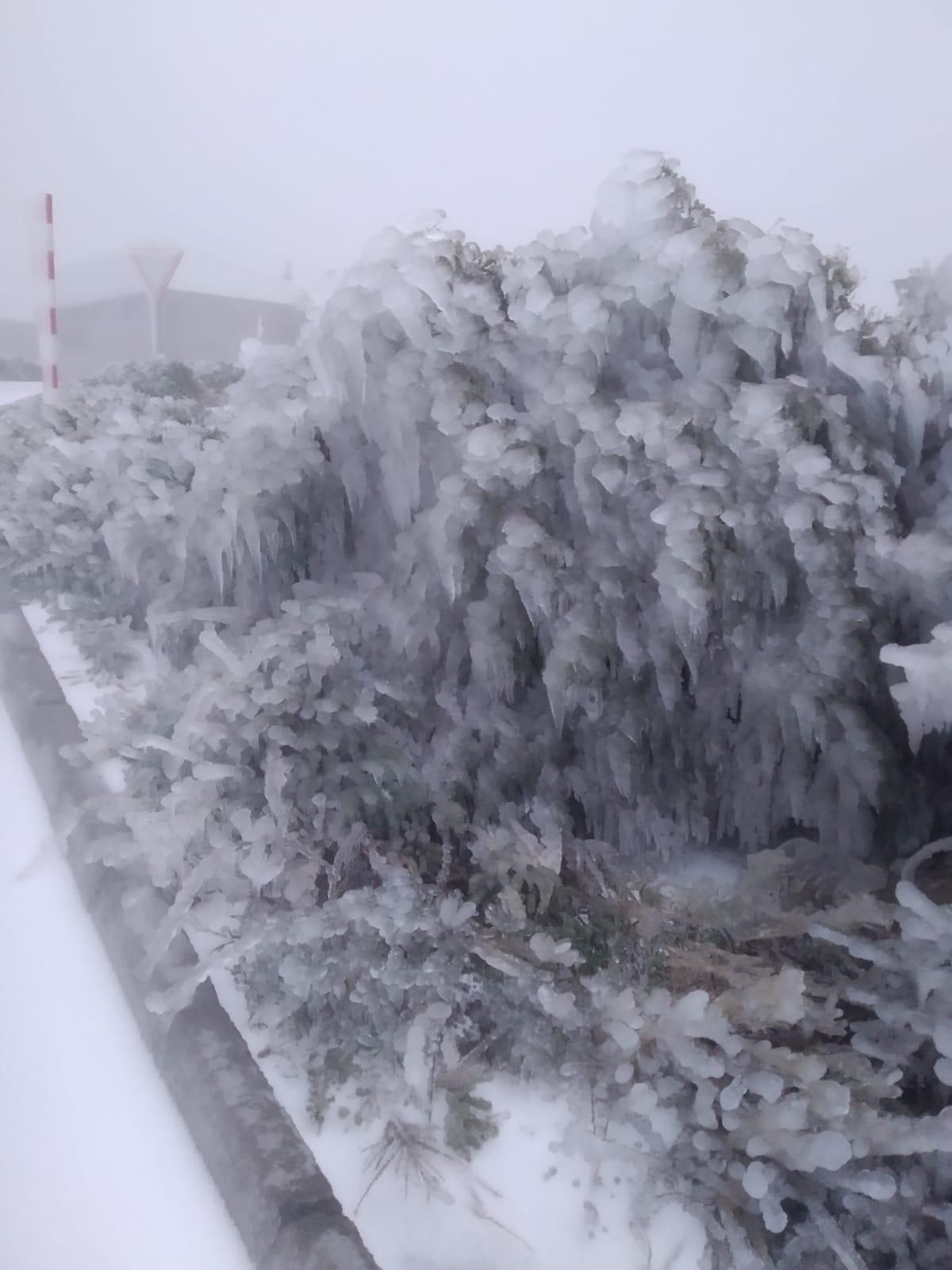Arbustos congelados, este martes, en entorno de la residencia del Instituto de Astrofísica (IAC) en el Roque de Los Muchachos.
